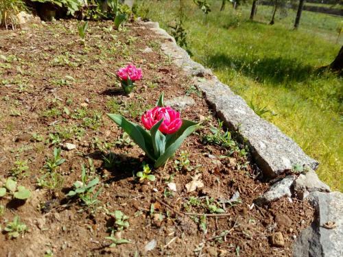 Bed & Breakfast Vianashome