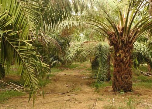 Villa Rionilo Ecolodge - Tours
