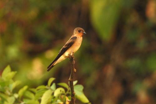 Villa Rionilo Ecolodge - Tours