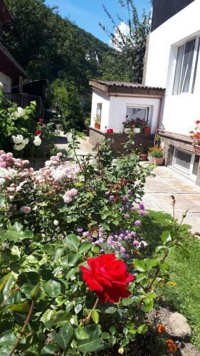 Hostal Pensiunea Mateo