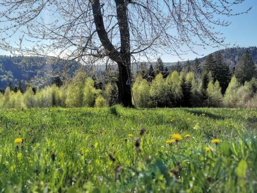 Popas Fefeleaga-camping