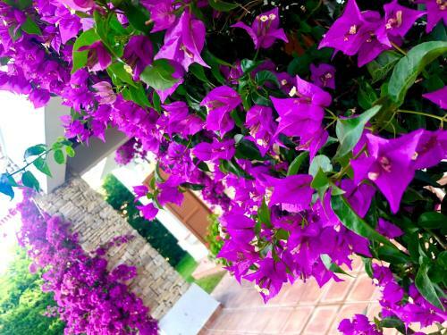 Apartamento Breathtaking Sea View With A Peaceful Garden