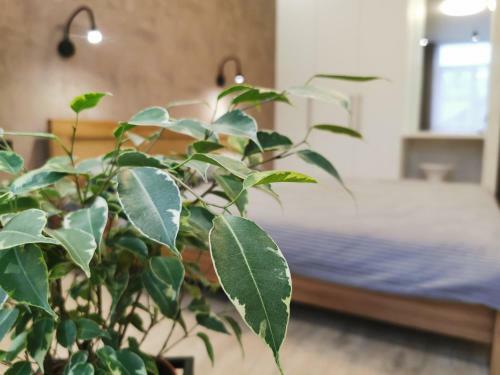 Green Apartments