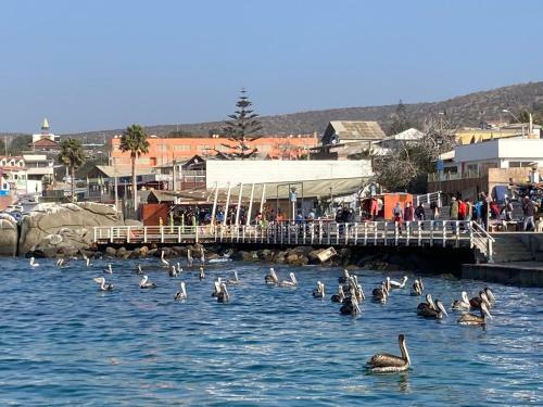 Apartamento Departamento Playa Herradura Coquimbo