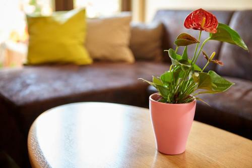 Apartament Rozelor