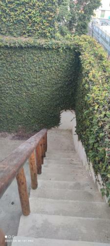 Apartamento Violet Parrot San Antonio