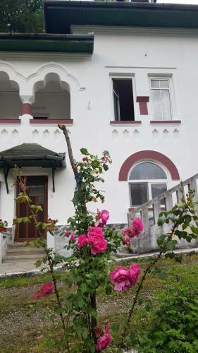 Hostal Vila Ana L?cr?mioara Concept