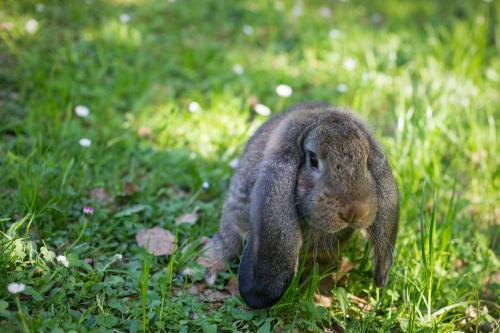 Bed & Breakfast Slabnik Nature Escape