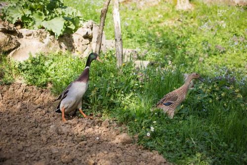 Bed & Breakfast Slabnik Nature Escape