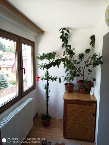Hostal Casa Rodica Str. Clabucetului 28