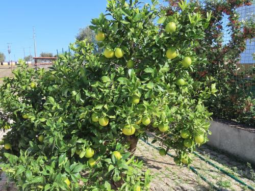 Agroturismo Monte Al�m Tejo