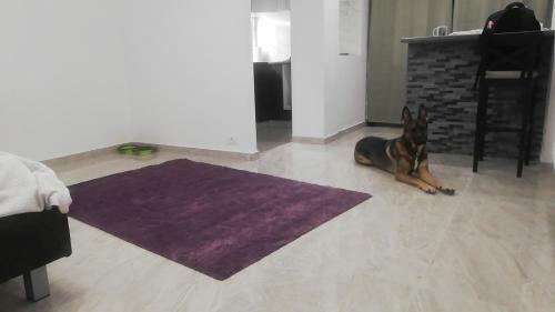 Apartamento Radu Acomodation