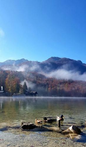 Apartments Bohinjc
