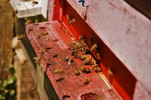 Sleeping With The Bees Kozjak