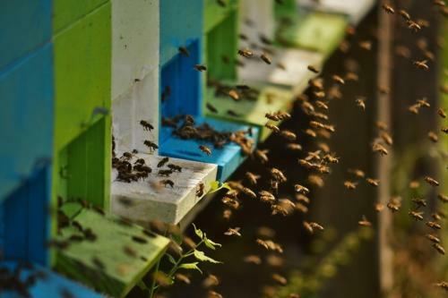 Sleeping With The Bees Kozjak