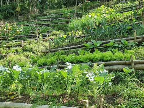 Bed & Breakfast Ecofinca Fuente Alegre