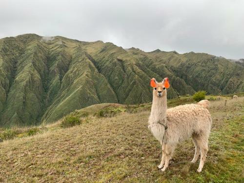 Alpaca Lodge & Explorations