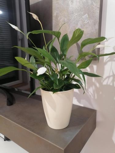 Apartamento Carmen Deluxe
