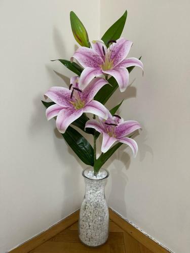 Apartment Lily 021