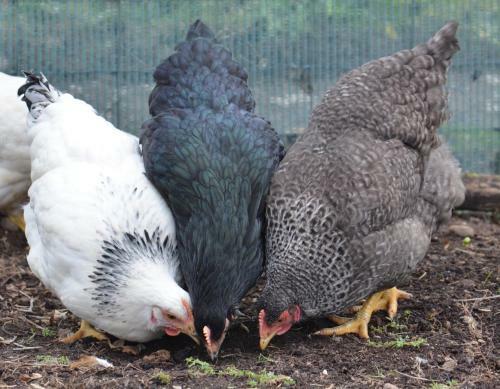 Home Farm Bed And Breakfast