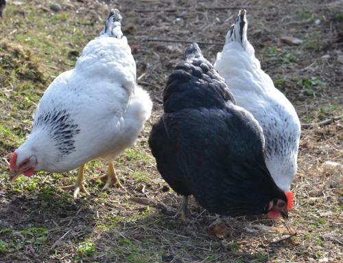 Home Farm Bed And Breakfast