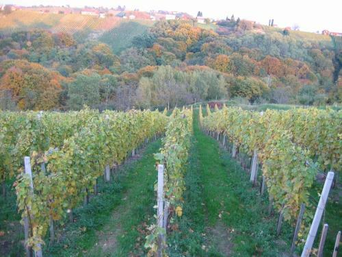 Agroturismo Turisti?na Kmetija Dervari?