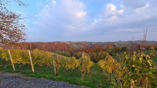 Apartma Med Vinogradi