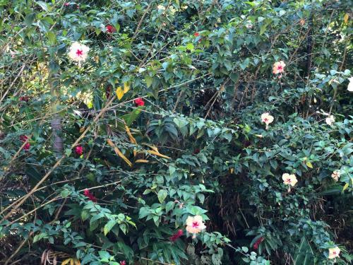 Papaya Wildlife Lodge