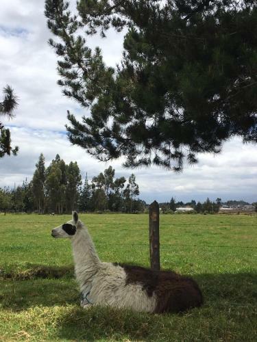 Alojamiento La Moya Cotopaxi