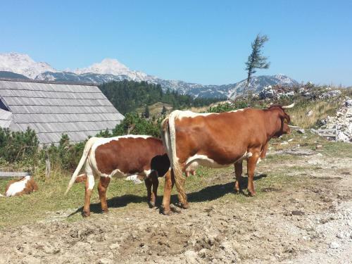 Holiday Home Prdelanca