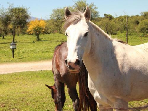 La Morada, Imperdible Casa De Campo En La Matilde