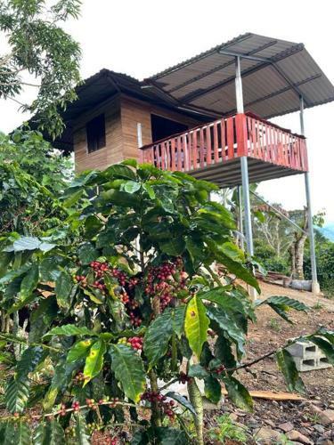 Caba�a Catuai