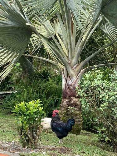 Finca La Ligia