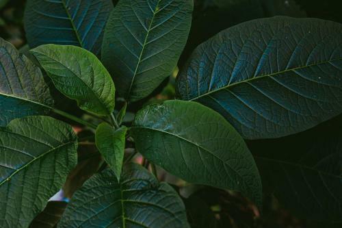 Rupa Rupa High Jungle Eco B&B