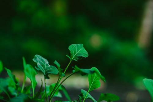 Rupa Rupa High Jungle Eco B&B