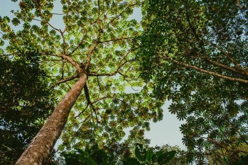 Rupa Rupa High Jungle Eco B&B