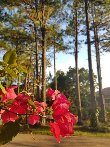 Villa Poinsettia