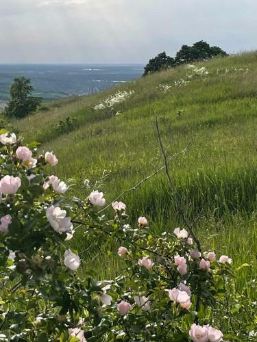Apartamento ?umska Idila Rakovac