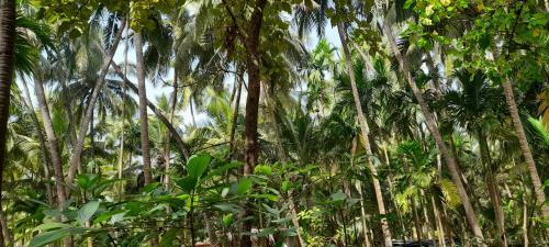 The Woods Beach Homestay