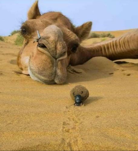Hotel Explore Jaisalmer Desert Camp