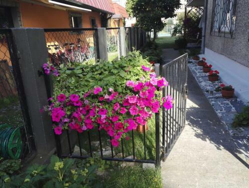 Apartament Apis
