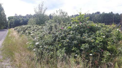 Lodge Winnica D?bog�ra