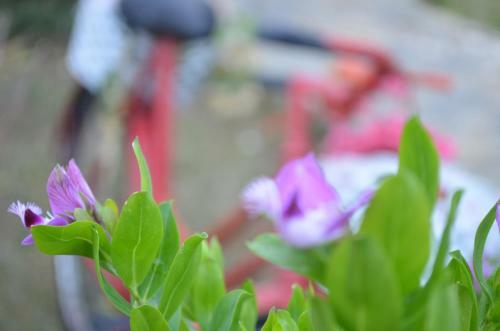 G�lgenin Bah�esi (golges Garden)