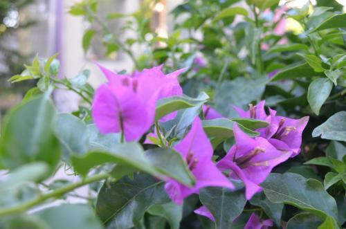 G�lgenin Bah�esi (golges Garden)