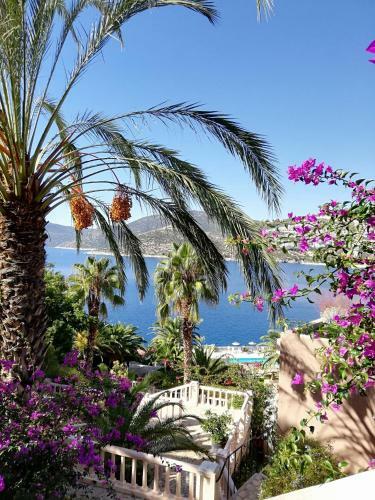 Sea View Bougainvillea 52