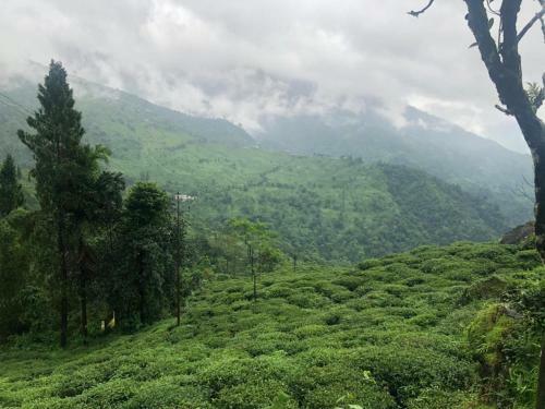 Goomtee Tea Estate And Retreat