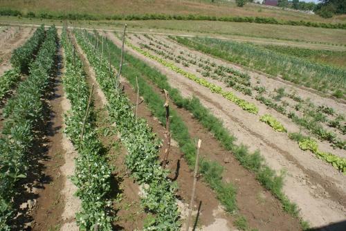 Agrodomki Okej -dom Koko
