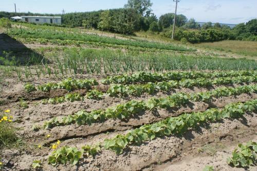Agrodomki Okej -dom Koko