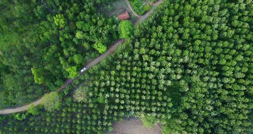 Hotel Coorg Maharaja Resort And Spa