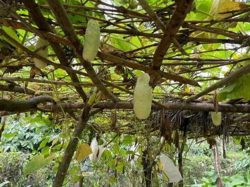 New Organic Home Stay